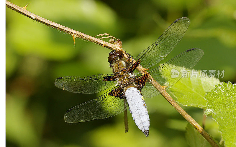 宽体追逐者(Libellula depressa)雄性